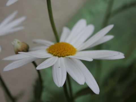 23.	Margarida (Crisanthemum leucanthemum)
Data da fotografia: 08/05/2018
Utilidade/ função na horta: Muito atrativa para os auxiliares, incluída nas misturas para bandas florais a semear nos pomares ou na bordadura das hortas.